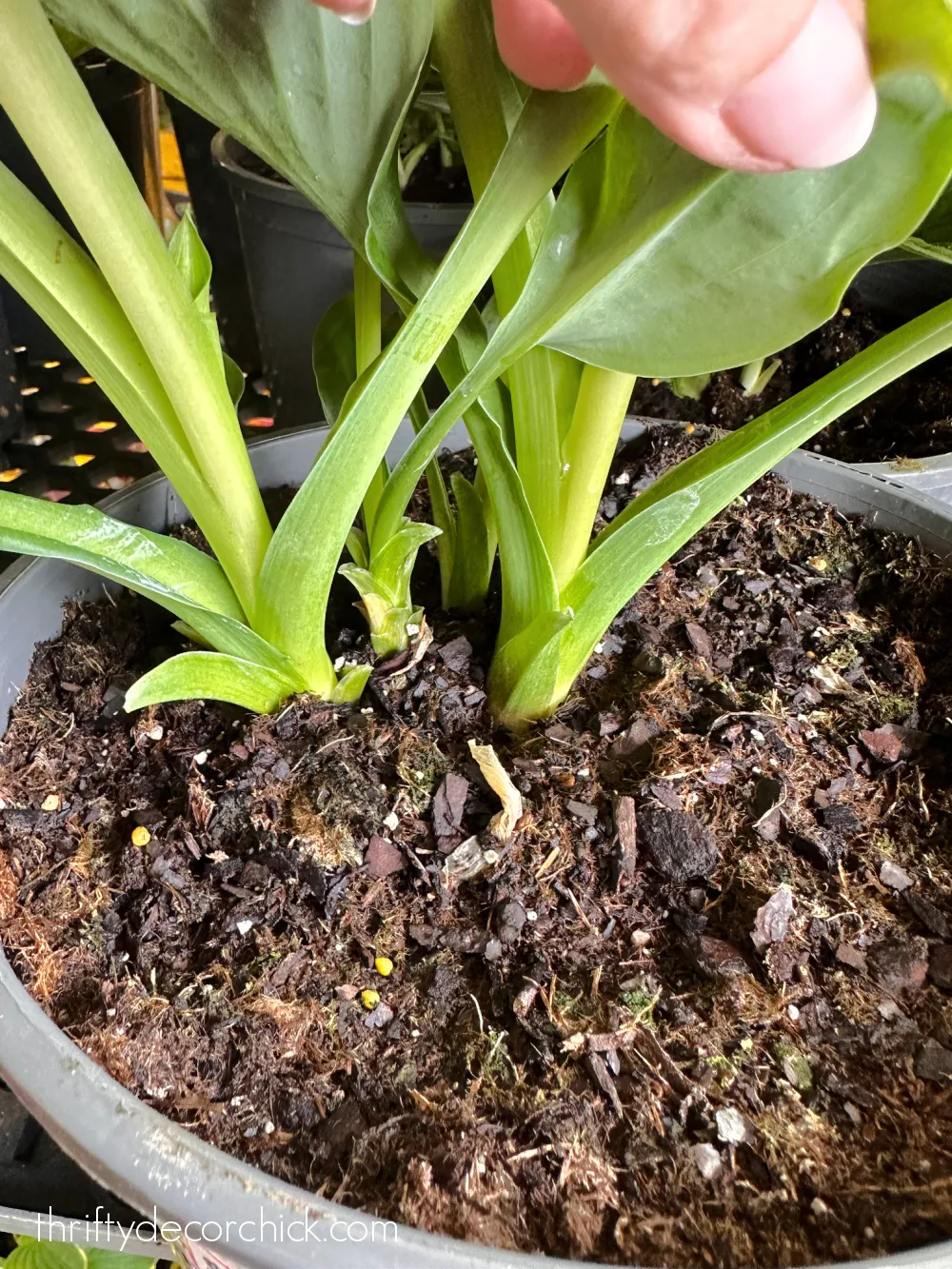 hostas in plastic planter